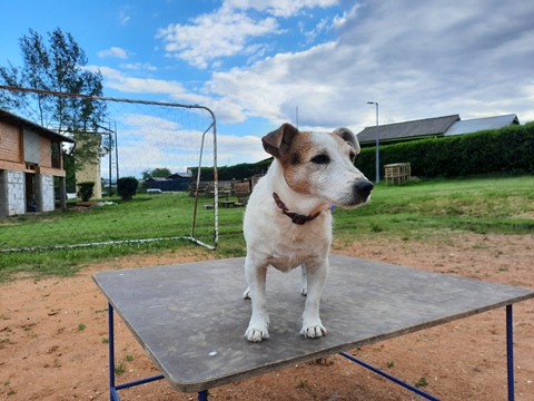 mejsi a arven jrt