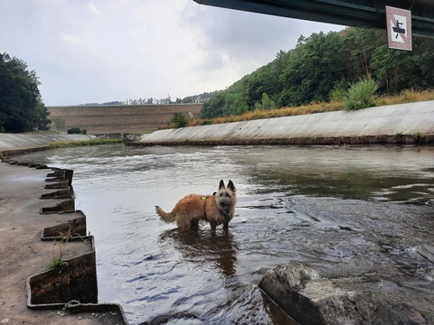 mejsi a arven jrt